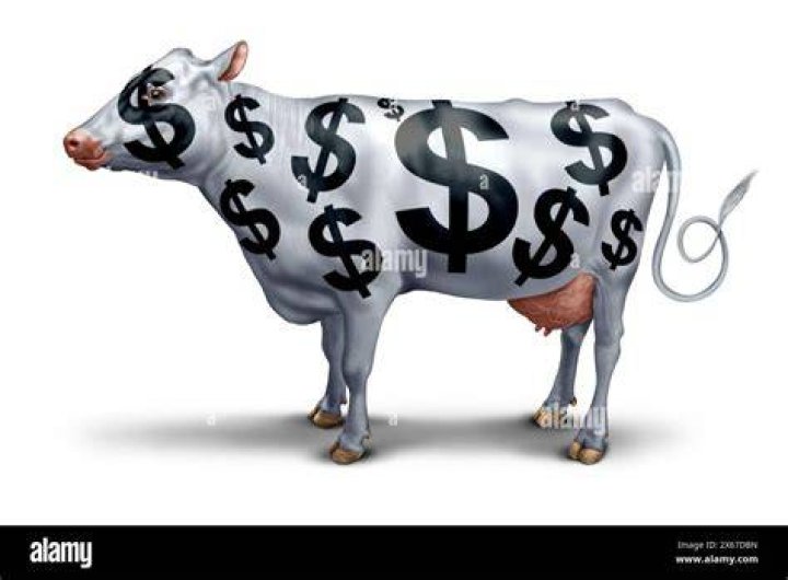Are cash cows profitable?