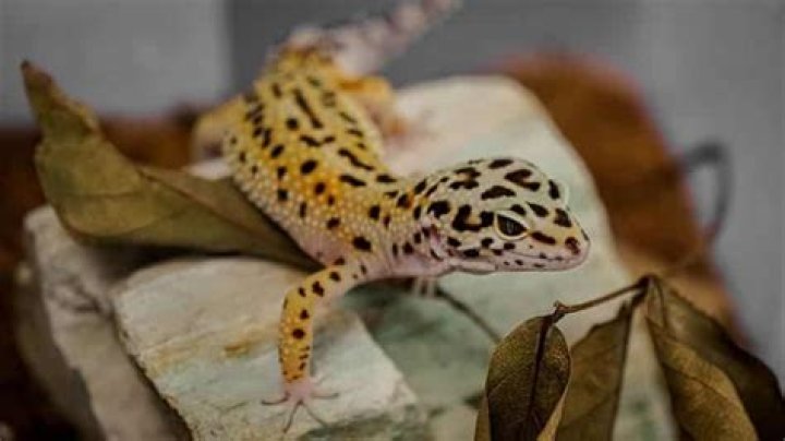 Are leopard geckos poisonous to cats?