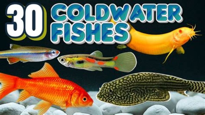 Can goldfish tolerate cold water?