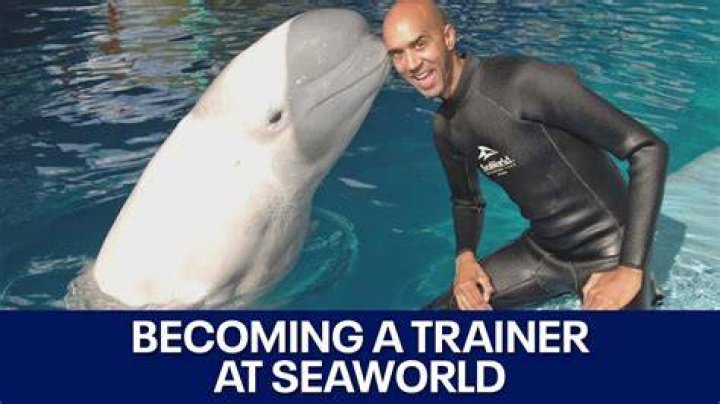 Do SeaWorld trainers still get in the water?