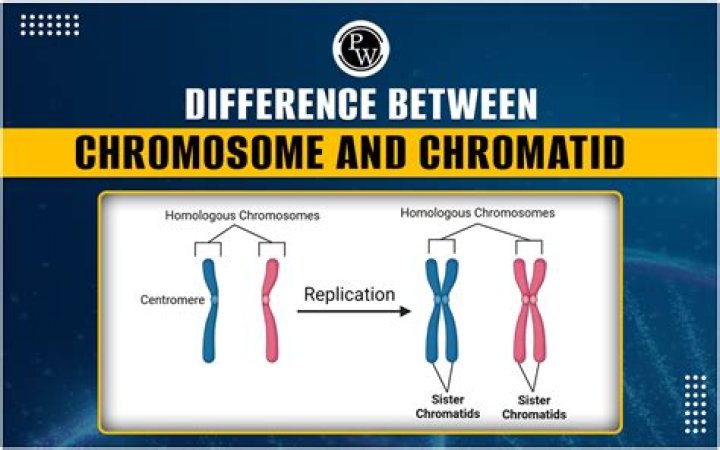 How are chromatid formed?
