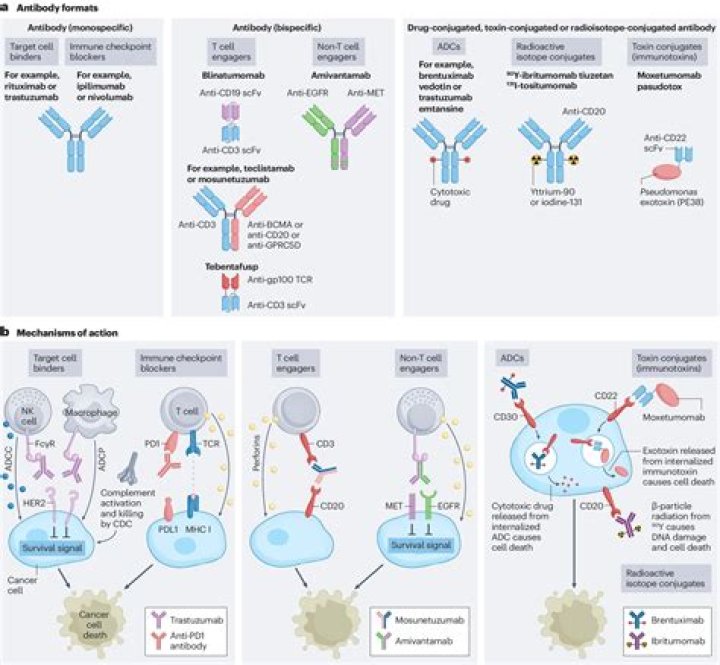How do monoclonal antibodies work in rheumatoid arthritis?