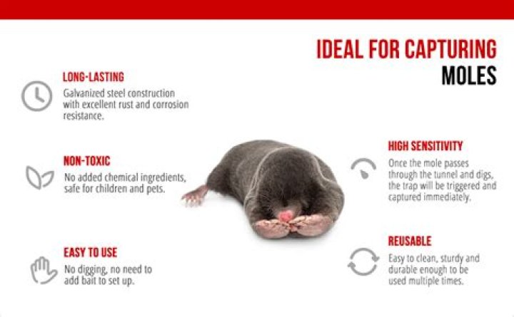 How do you keep a baby mole alive?