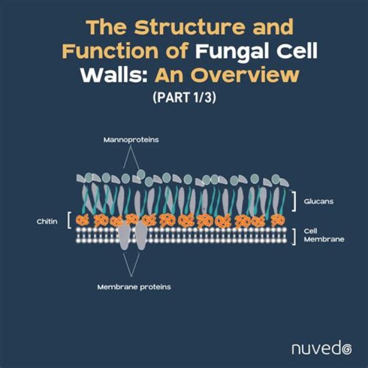 How is fungal cell wall different from cell wall of plants?