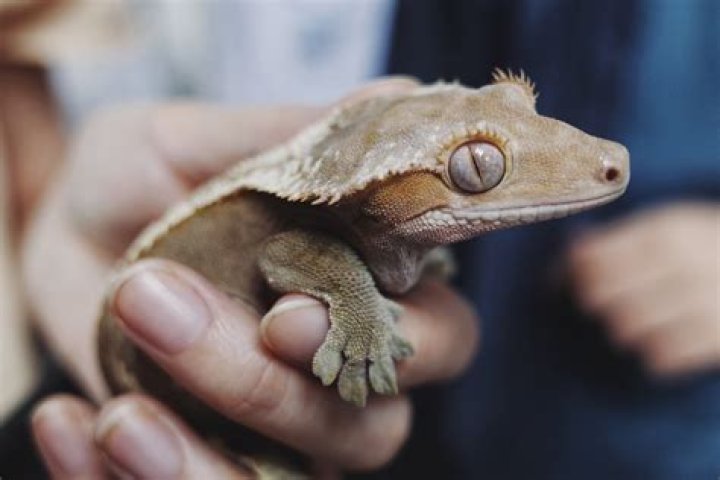 How long has GEICO used the gecko?