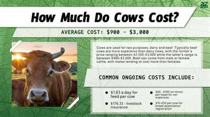 How much do dairy owners make?