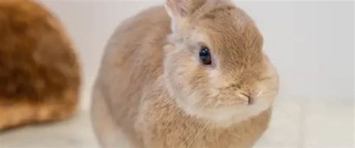 How much does it cost to care for a Netherland Dwarf Rabbit?