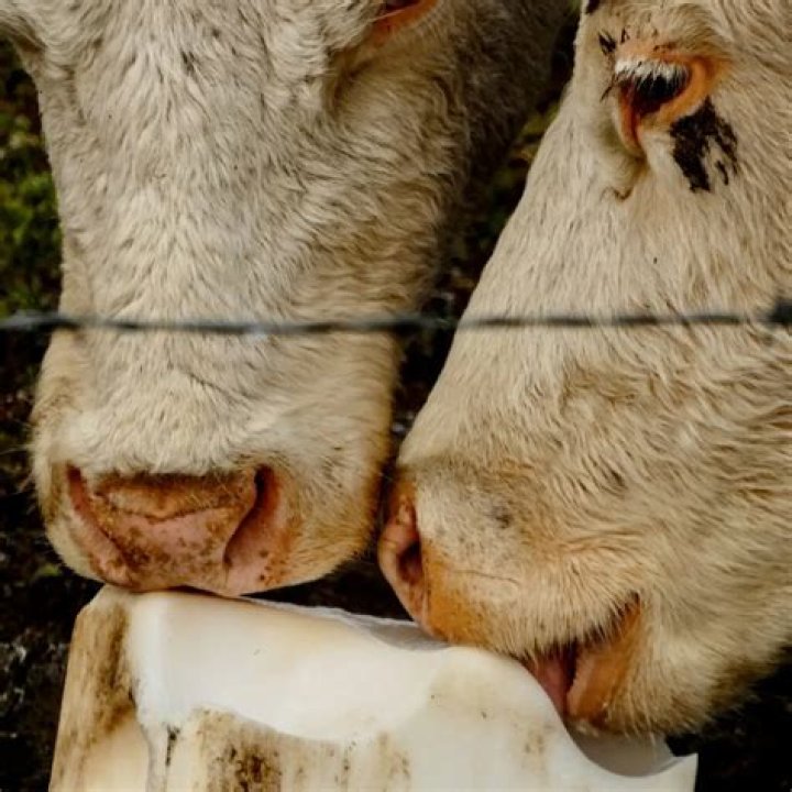 How often do cows need salt?