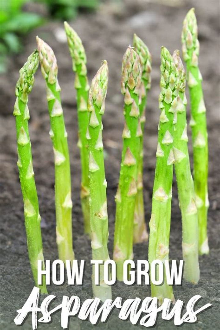 How profitable is asparagus?