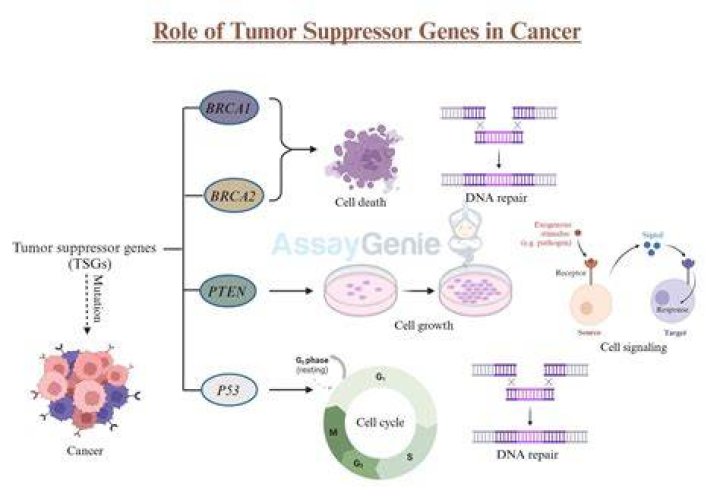 Is RAF a tumor suppressor gene?