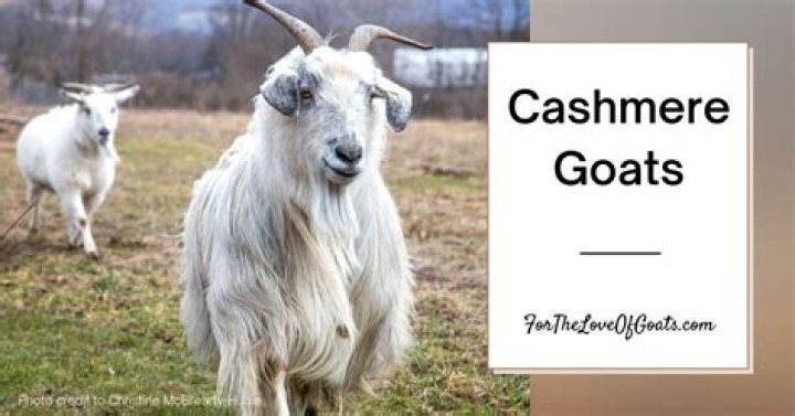 Is raising cashmere goats profitable?