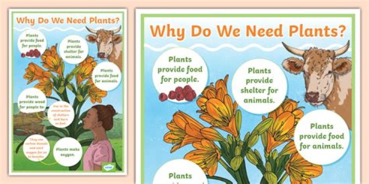 Is the rational for why plants are not reported at liquidation value do not use the cost principle?