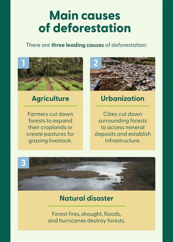 What 3 causes led to growth of cities?