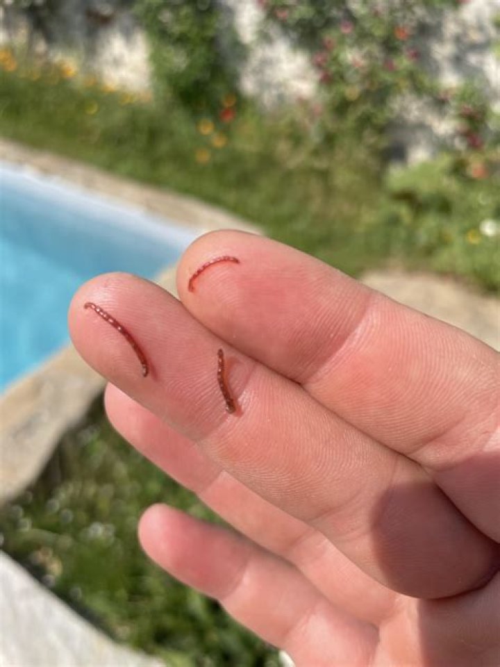 What are red worms in a swimming pool?
