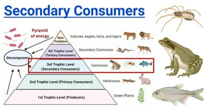 What are surrogate consumers?