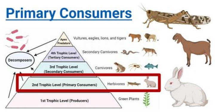What are the 3 types of consumers?
