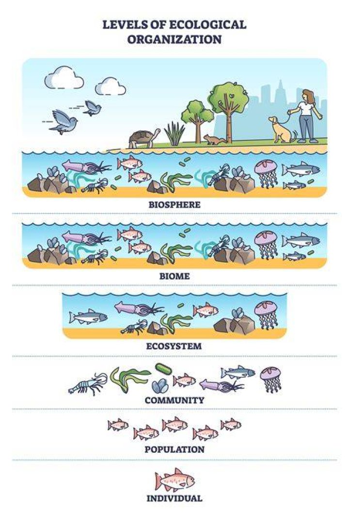 What are the 7 levels of organization in order?