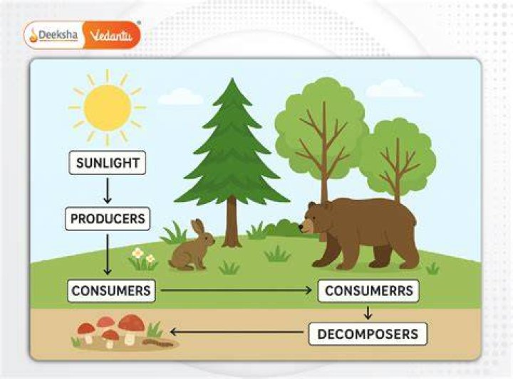 What are the differences between the producers and consumers?