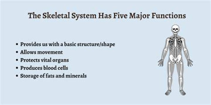 What are the five basic functions of a firm?