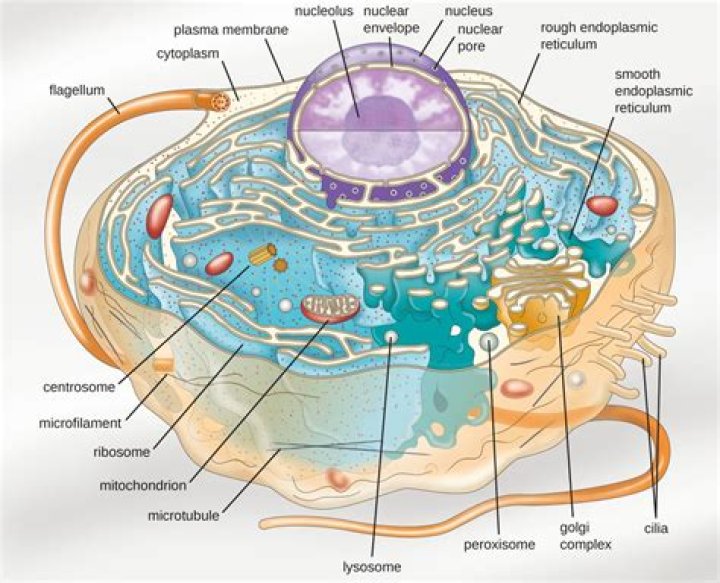What are the structures within cells called?