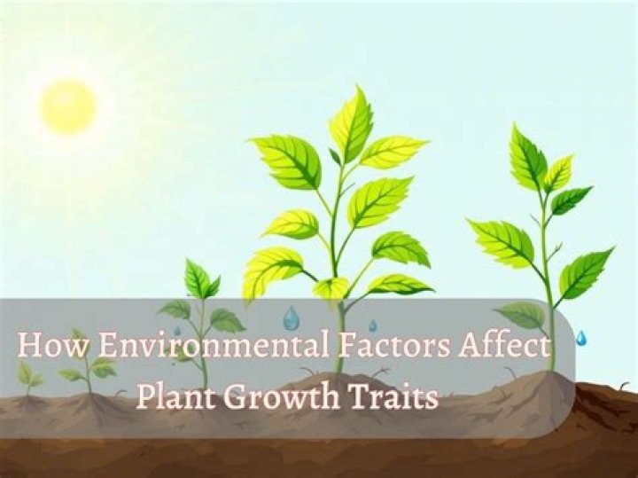 What are the three main factors that usually affect plant growth?