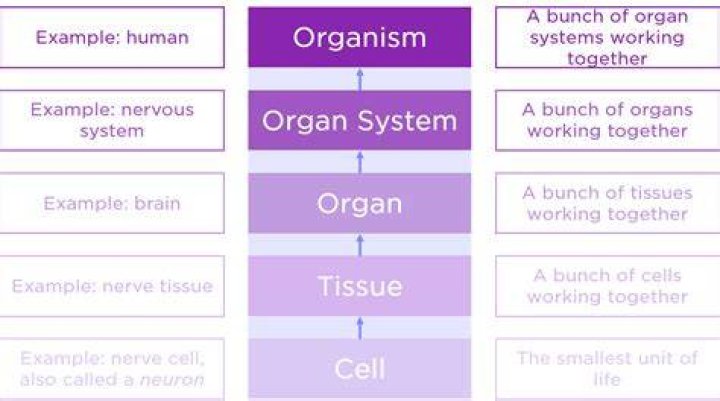 What are two or more organs working together called?