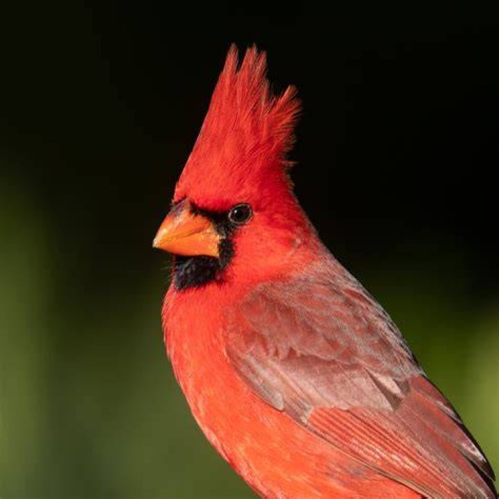 What color is close to Cardinal red?