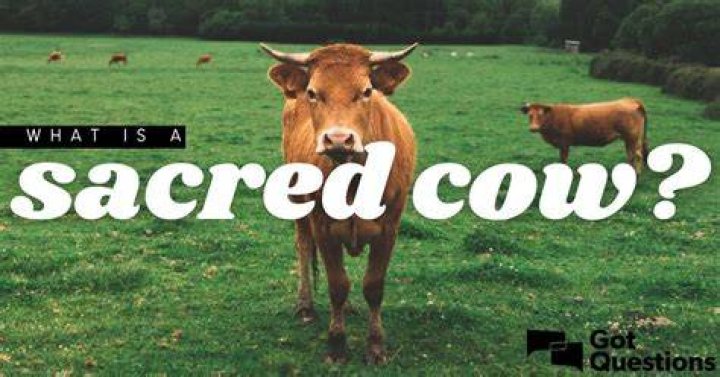 What does term sacred cow mean?