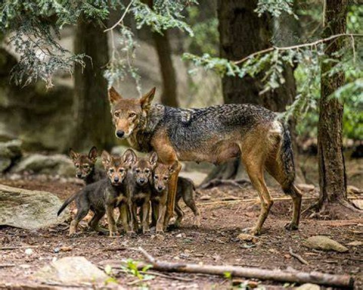 What ecosystems do red wolves live in?