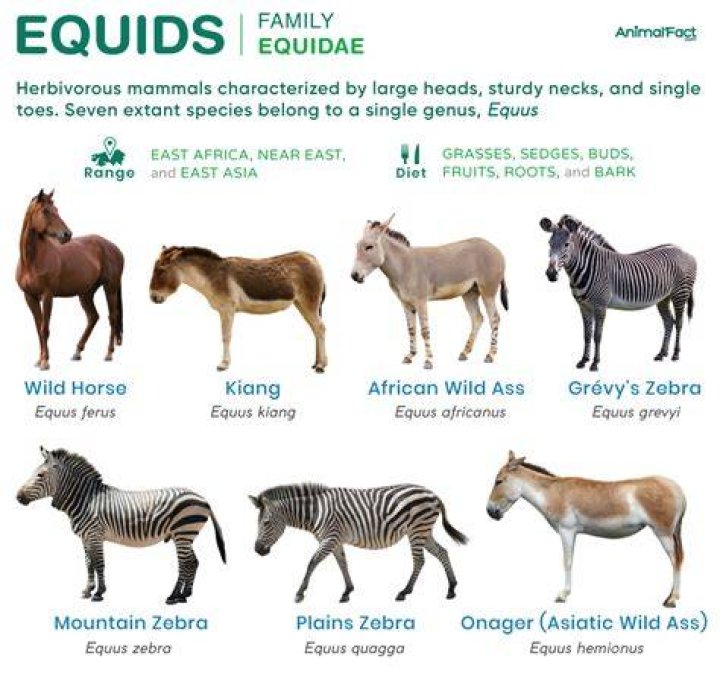 What era did the Equus live in?