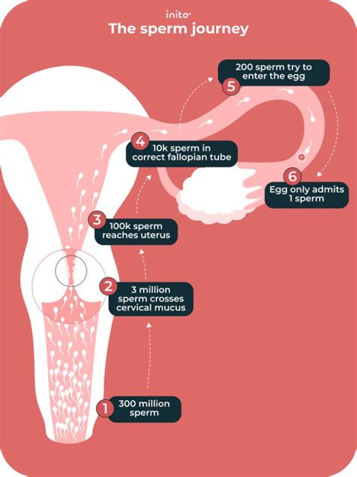 What happens if a man release sperm daily?
