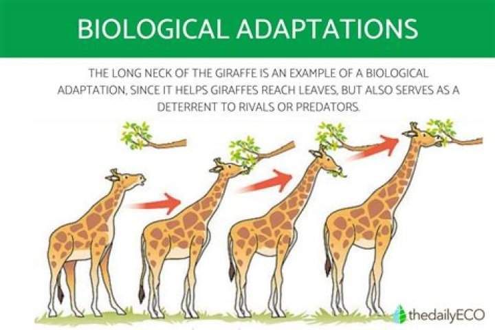 What is an example of an operating activity?
