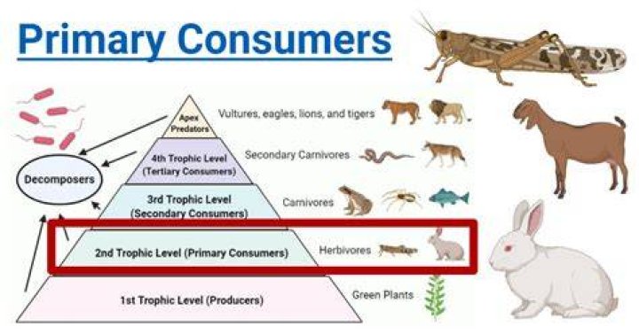What is an example of primary demand?