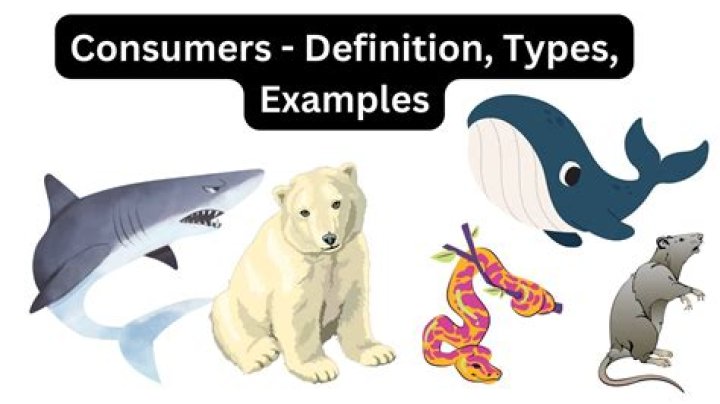 What is another name for consumer in science?