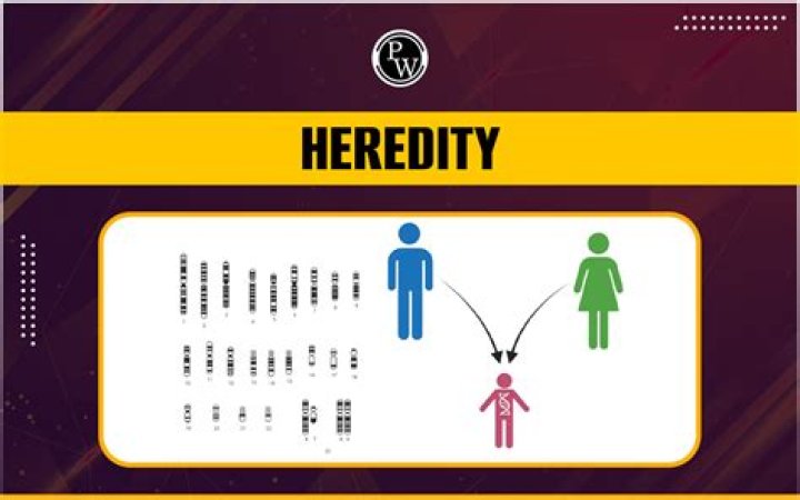 What is heredity influence?