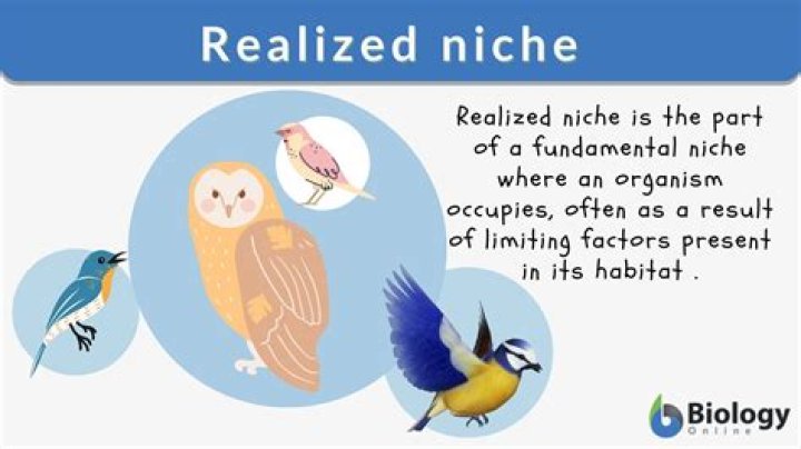 What is niche with example?