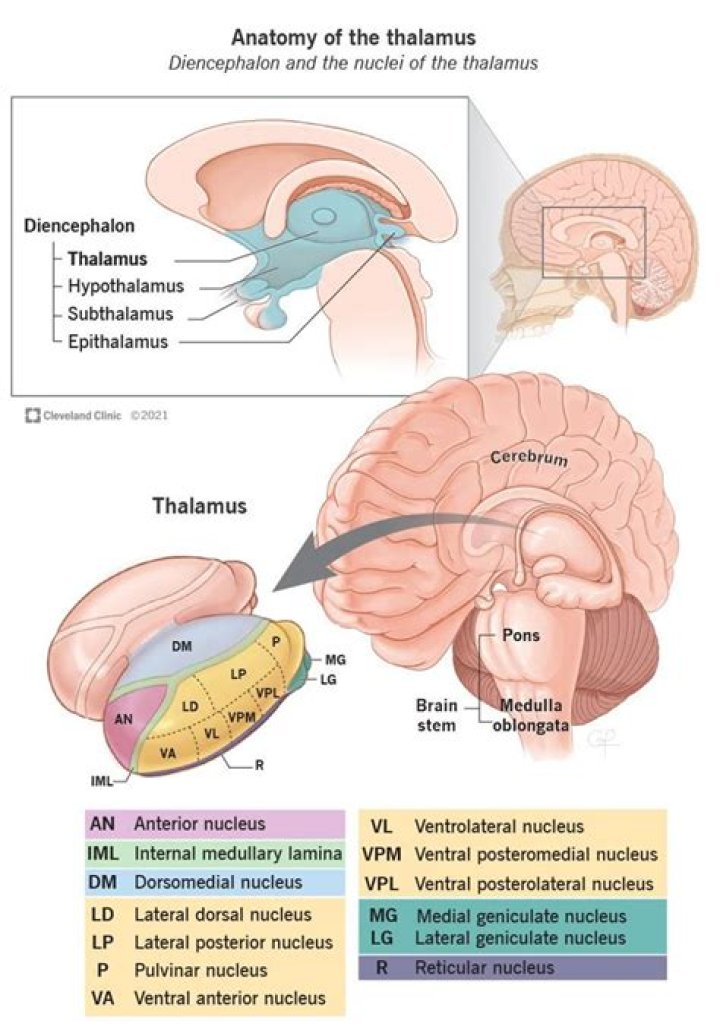 What is pedicle and thalamus?