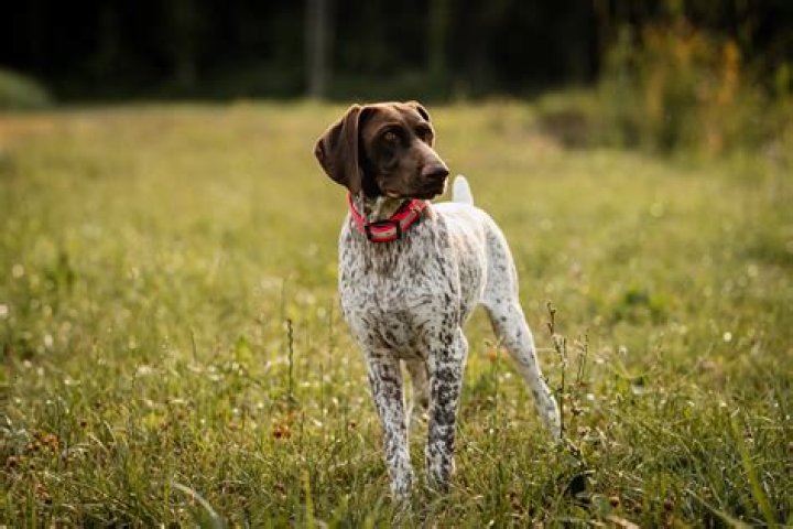 What is the GSP of California?