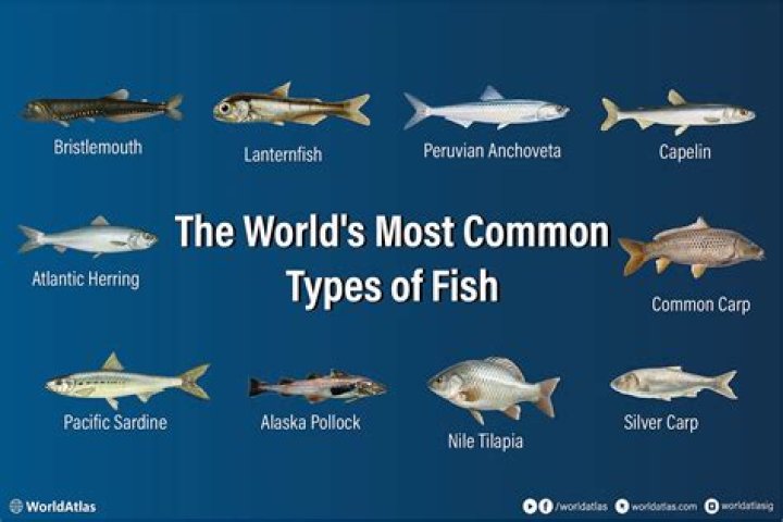 What is the most common type of contract?