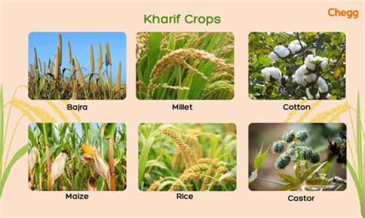 What is the most important crop in Asia?