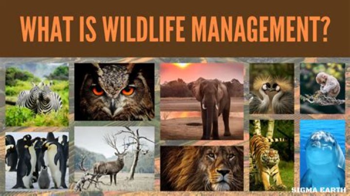 What is wildlife in your own words?