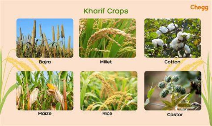 What were the 3 main cash crops of the South at the start of colonization?