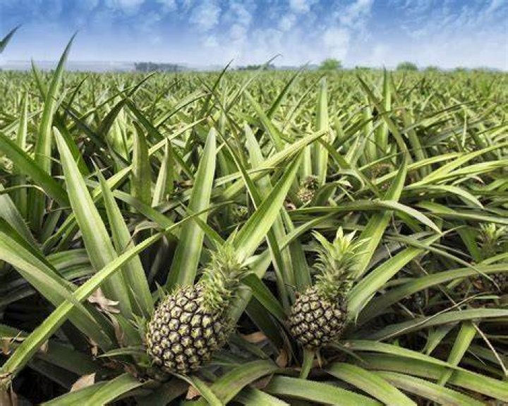 Where is pineapple originally from?