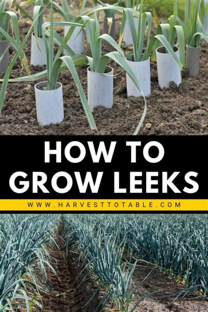 Where is the best place to plant leeks?