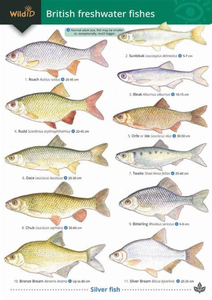 Which is the most common fish for commercial fisheries?