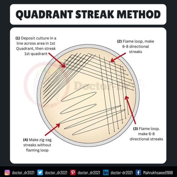 Which quadrant has the most bacterial growth?