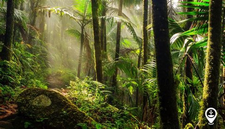 Why are we losing forests?
